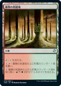 【JPN/TSR】菌類の到達地/Fungal Reaches『U』 [土地]