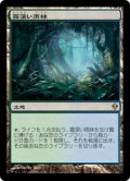【JPN/ZEN】霧深い雨林/Misty Rainforest