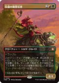 【JPN/FDN-BF】灰根の精霊信者/Ashroot Animist  [マルチ] 『R』【ボーダーレス】