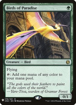 画像1: 【ENG/MB1】極楽鳥/Birds of Paradise