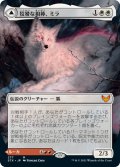 【JPN/STX-BF】狡猾な相棒、ミラ/Mila, Crafty Companion 『M』 [白]【ボーダーレス】