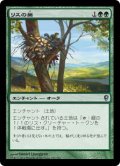 【JPN/CNS/FOIL★】リスの巣/Squirrel Nest