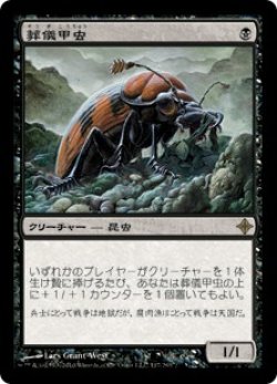 画像1: 【JPN/ROE】葬儀甲虫/Mortician Beetle【EX-】