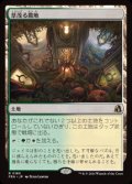 【JPN/FRA】草茂る農地/Overgrown Farmland［土地］『R』  