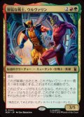 【JPN/MSH】獰猛な戦士、ウルヴァリン/Wolverine, Fierce Fighter［マルチ］『R』