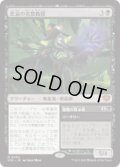 【JPN/SOS】悲哀の名誉教授/Emeritus of Woe『黒』『M』  