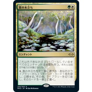 画像: 【JPN/MH2】真の木立ち/Sterling Grove