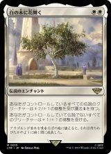 画像: 【JPN/LTR】白の木に花開く/Flowering of the White Tree