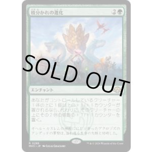 画像: 【JPN/MH3】枝分かれの進化/Branching Evolution