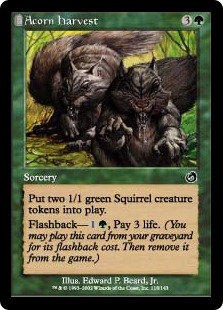 画像1: 【ENG/TOR】ドングリの収穫/Acorn Harvest